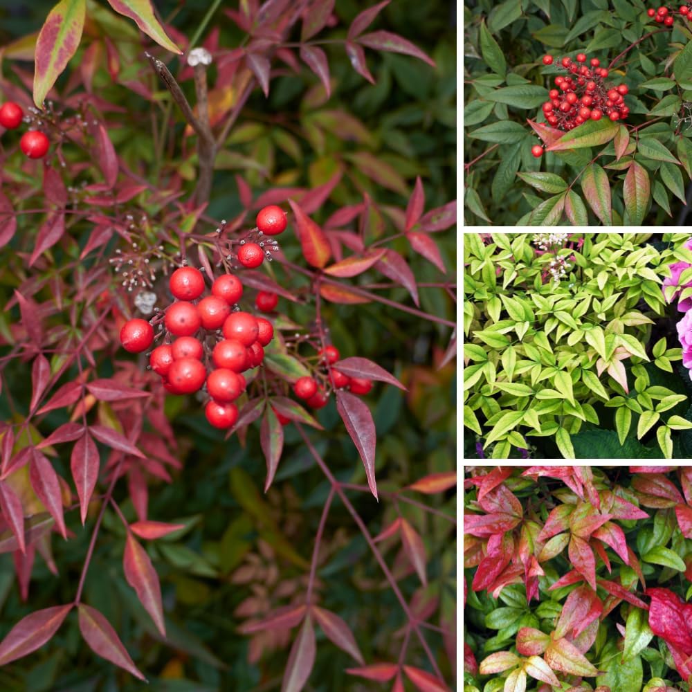Dwarf Nandina Shrub, Ornamental Nandina Live Plant for Growing, Dormant in Winter (2.5 Inch)