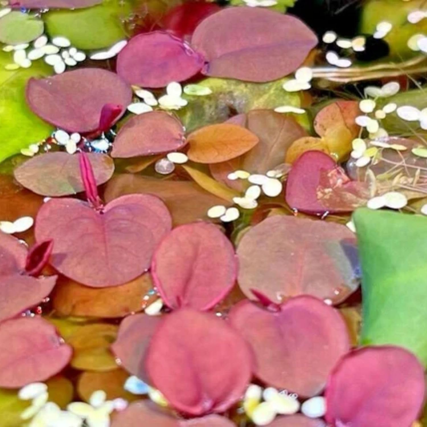 30+ Red Root Floater Plants Live, Aquarium Plants Live, Live Floating Plant for Aquarium, Aquatic Live Plants