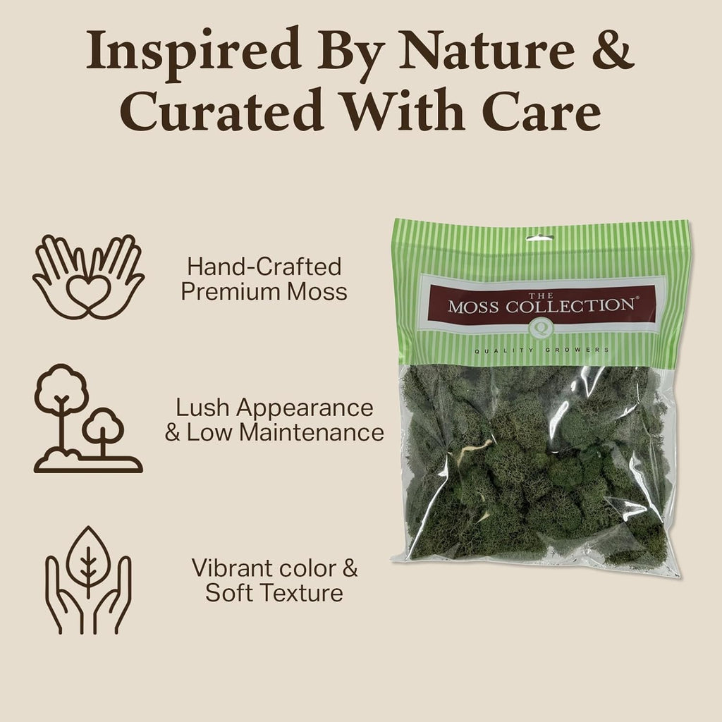Quality Growers - Preserved Reindeer Moss - Moss for Crafts, Home Decor, Art, Design & DIY Projects - Non-Toxic - USA Made (Basil, Small, 2-Pack)