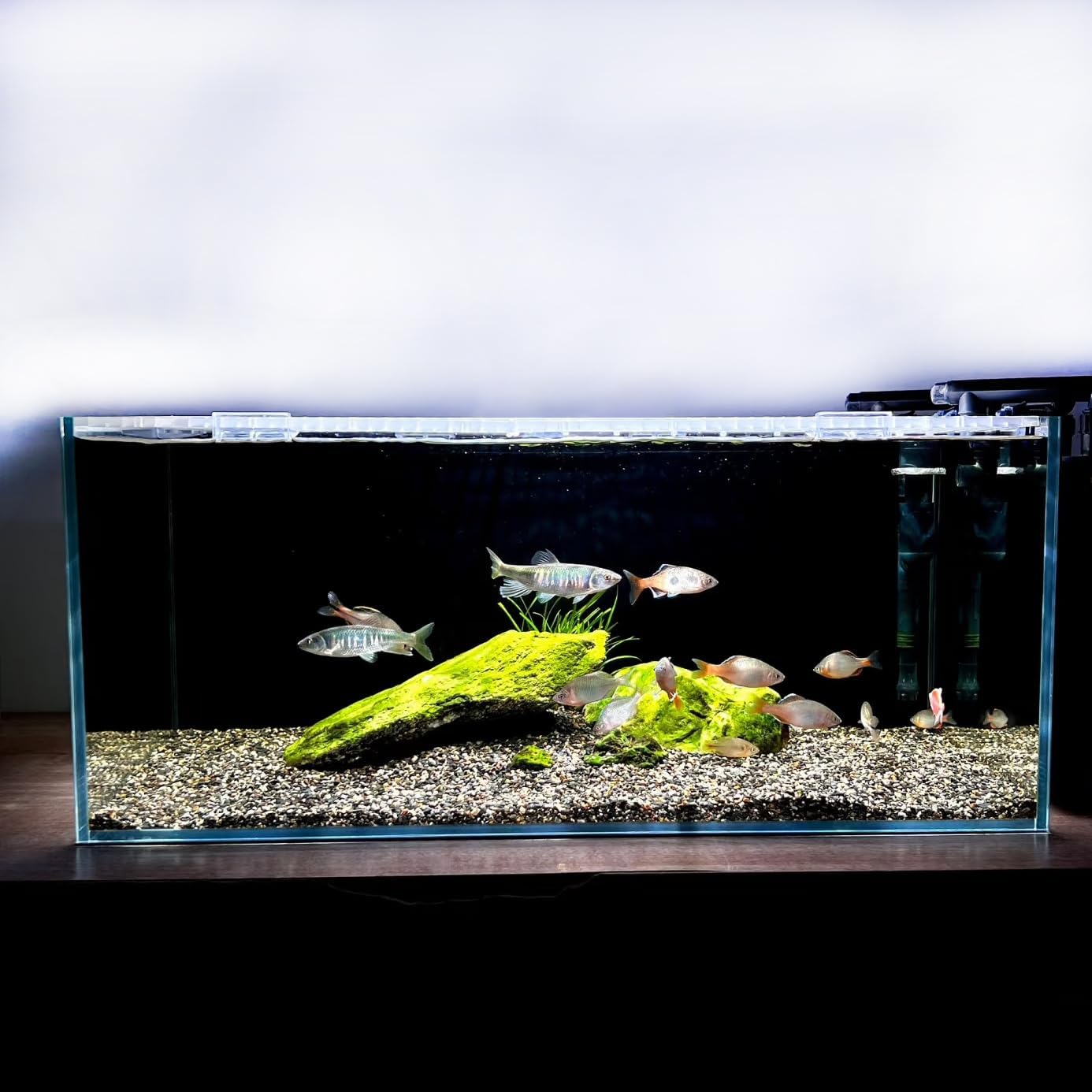 3.5 Gallon Fish Tank 30 * 30 * 15CM- Low Iron Glass Aquarium with Non-Slip Mat, Background Paper & Corner Protectors | Betta, Turtle, Shrimp Habitat Kit | Beginner Friendly Small Aquarium