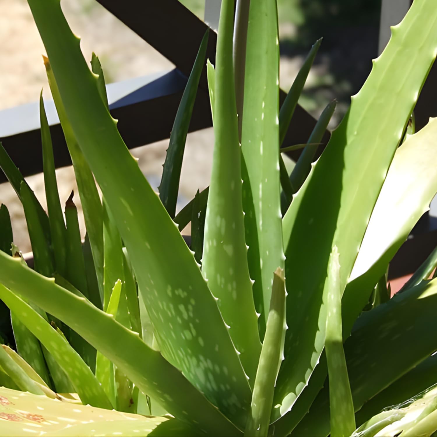 Live Aloe Plant for Planting | Aloe Vera Chinensis Plant in Size 2 Pot | Suitable for Home Garden, Office, and Outdoor Beds | Fully Rooted Houseplant for Indoor Décor, Easy Care & Gift Giving