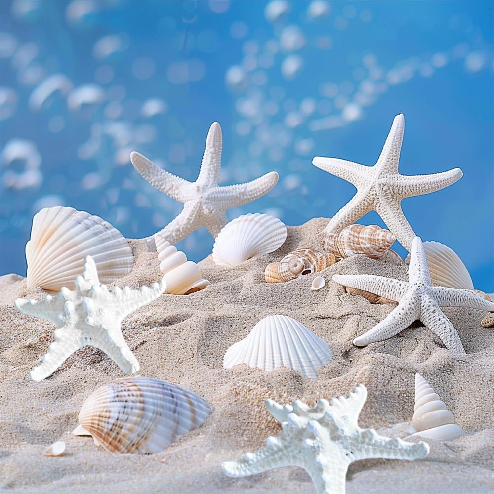 HappyFiller 14 PCS White Natural Scallop SeaShells Decorative Starfish Brown Sea Shells for Crafts,DIY Painting Projects,Coastal Beach Theme Decor,Wedding,Home Wall Decorations,Vase Fillers,2-3 Inches