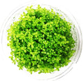 Greenpro Micranthemum Micranthemoides Pearlweed Tissue Culture Live Aquarium Plant