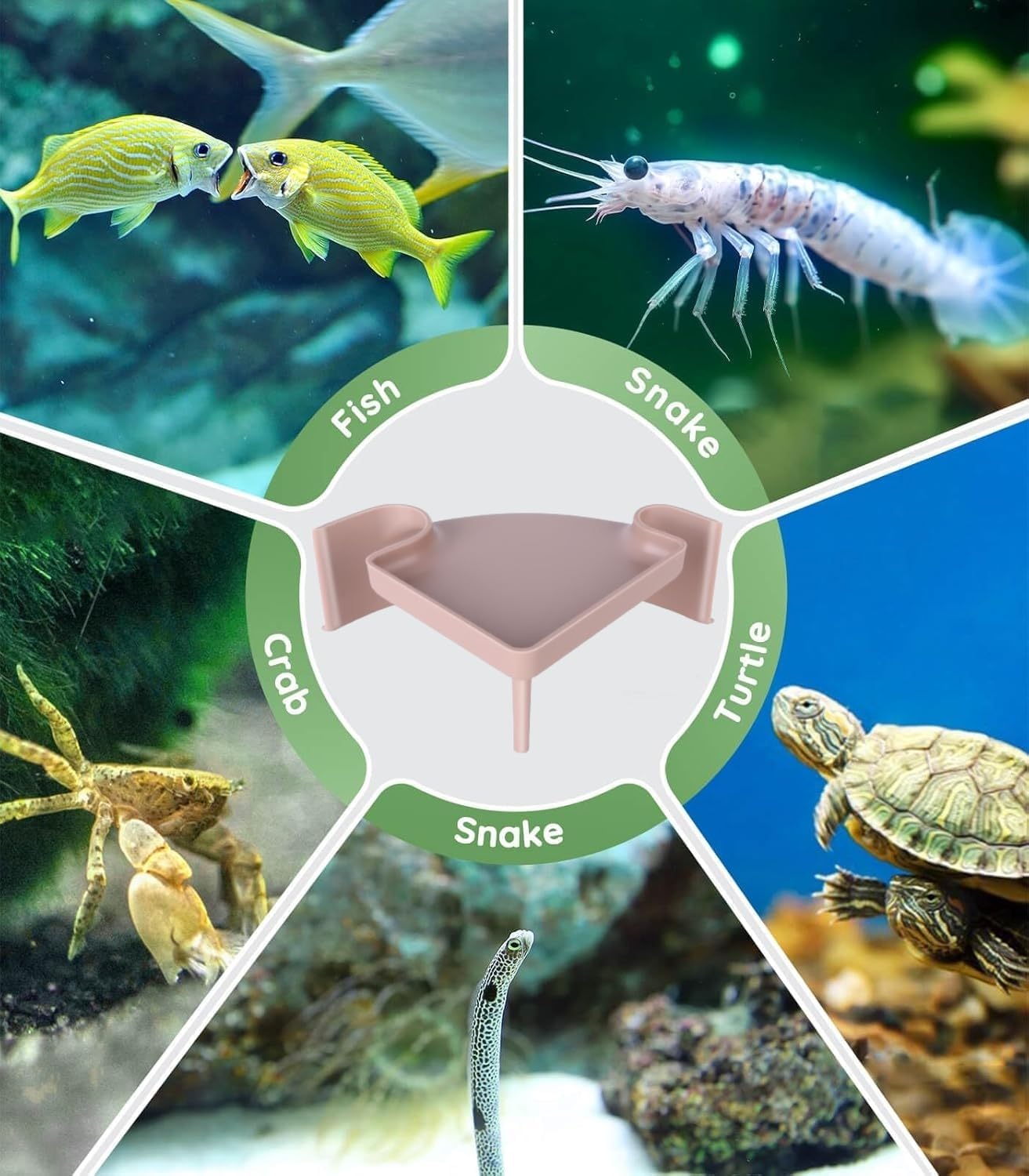 Aquarium Cave Hideout with Viewing Window - 2 Hole Corner Fish Tank Decoration for Pleco, Cory Catfish, Kuhli Loach, Shrimp & Betta Fish - Safe Underwater Tunnel for Bottom Dwellers