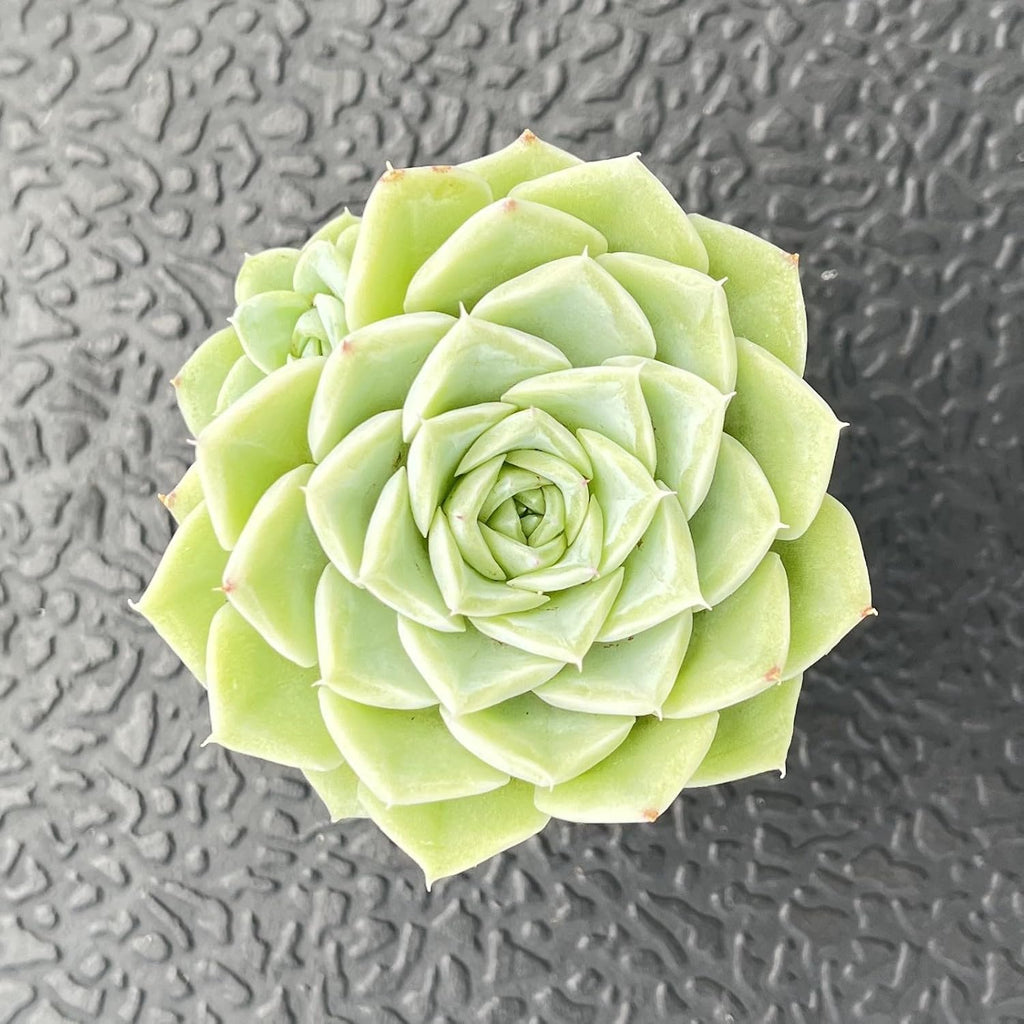 Sprout N Green Echeveria 'Malgan' White Swan, Live Rare Succulent Potted 2" Planter, Real House Plant for Party Favors Home Indoor Outdoor Garden Wedding Decoration DIY Projects