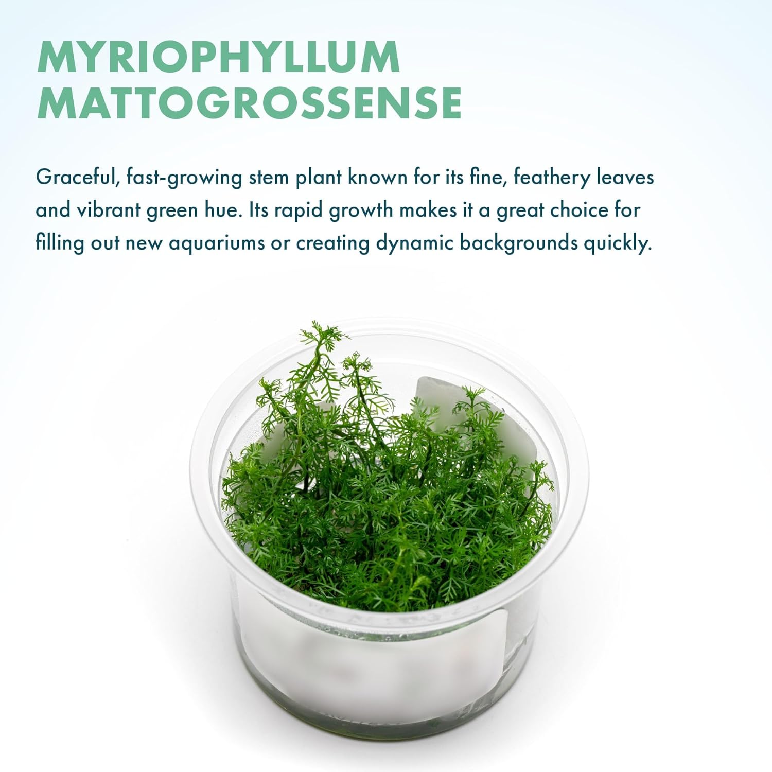 SubstrateSource Live Plants - Mattogrossense Milfoil (Myriophyllum mattogrossense) - Moderate to High Light, Bright Green Accent, Bushy Stem Plant, Midground to Background - Tissue Culture, 1 Pack