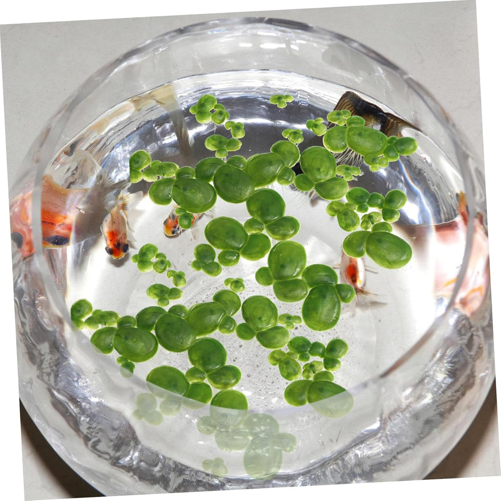 balacoo 36pcs Fish Tank Plant with Root Aquarium Floating Plants Artificial Aquarium Plants Fish Tank Plant Decorations Water Ornament for Landscape Decor