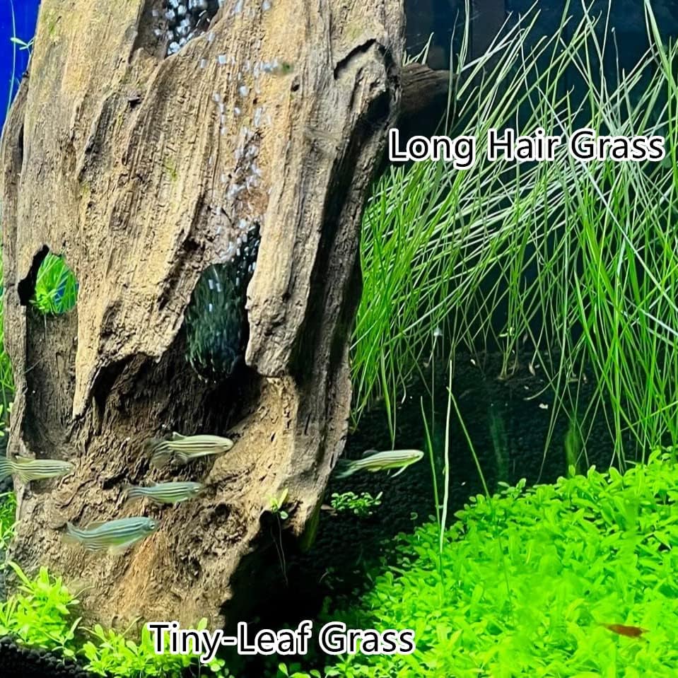 3 Aquarium Plants S.e.e.d Set, not Artifical, Fish Tank Decor Replacement for Resin or plastic Grass .(0.36oz Tiny+0.36oz Long+0.36oz Short) 42qwe, Green