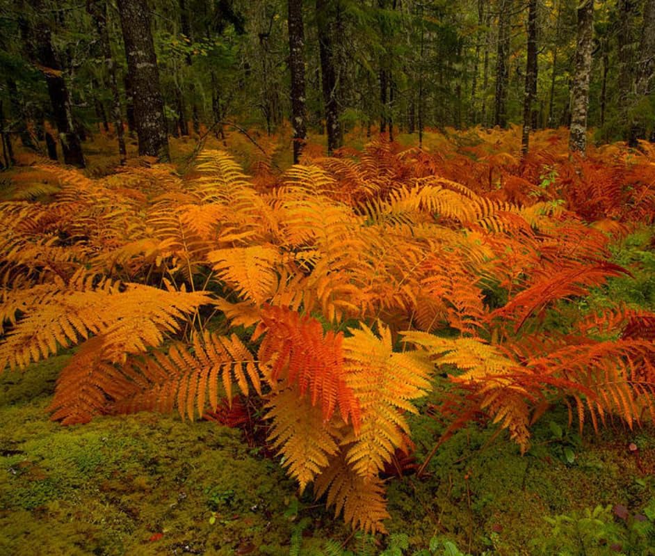 20 Cinnamon Fern Rhizomes - Shade Perennial Fern Roots - Osmundastrum cinnamomeum - (20 Pack)
