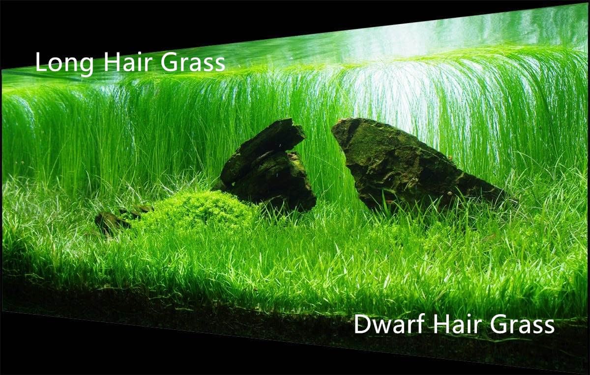 3 Aquarium Plants S.e.e.d Set, not Artifical, Fish Tank Decor Replacement for Resin or plastic Grass .(0.36oz Tiny+0.36oz Long+0.36oz Short) 42qwe, Green