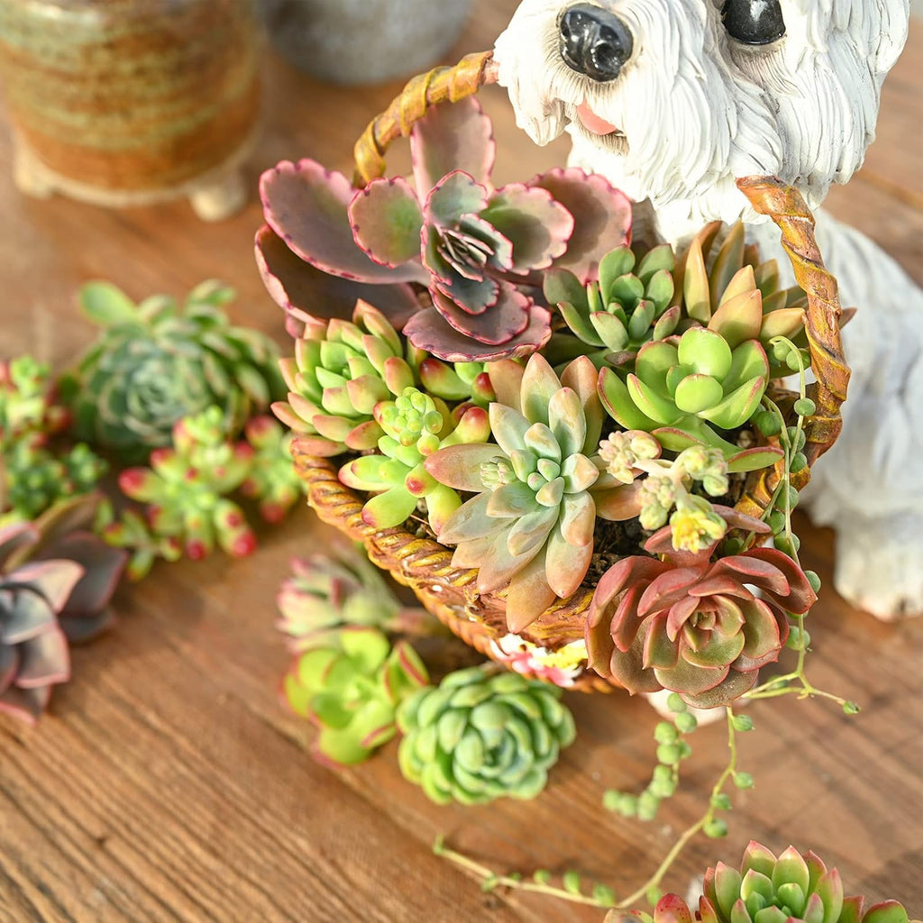 Sprout N Green Live Succulent Plants, 100 Pack Assorted Real Succulents Potted in 2" Starter Pot with Soil Mix, Rare Small Indoor House Plants for Home Garden Wedding Decor Party Favor
