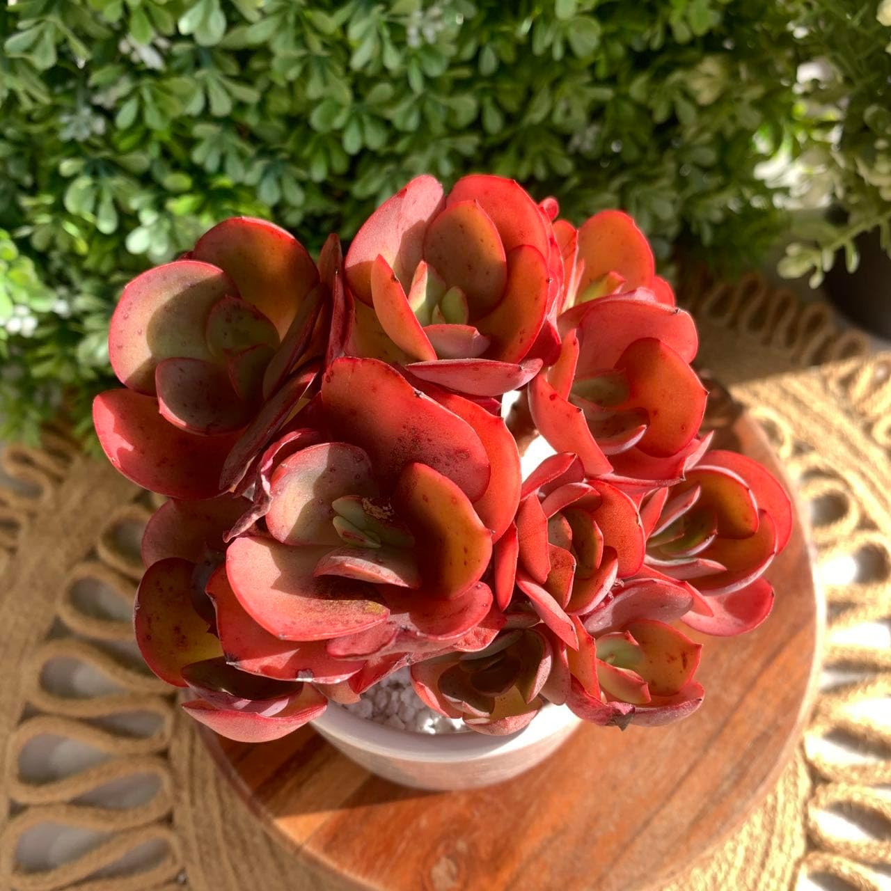 FWPP Succulent Plants Live Echeveria Suyon 4.3 inches,Mini red Clustered Succulents,Bare Root Without Pot Soil, Live Plants Indoor Party Wedding Garden House Baby Shower Decor Friend Gift