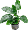 SubstrateSource Anubias Live Aquarium Plants - Potted Freshwater Plant for Fish Tanks, Terrariums - Beginner Friendly Low Light (Nana, 5 Pots)
