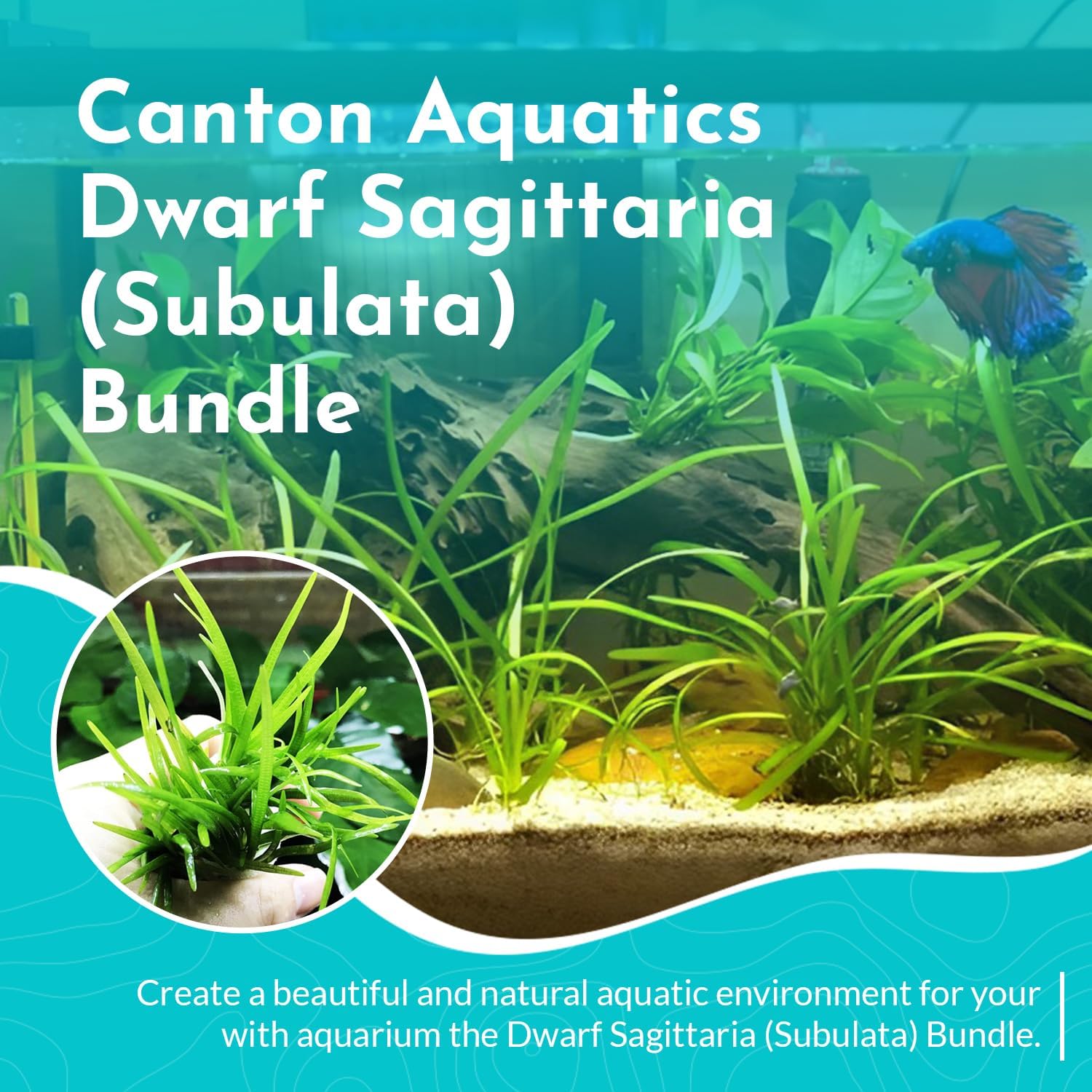 Dwarf Sagittaria (Subulata) Bundle - Easy Grow - Rooted Carpet Plants - Foreground Positioning - All Natural & Organic Aquatic Plant - Long Lasting & Easy to Care