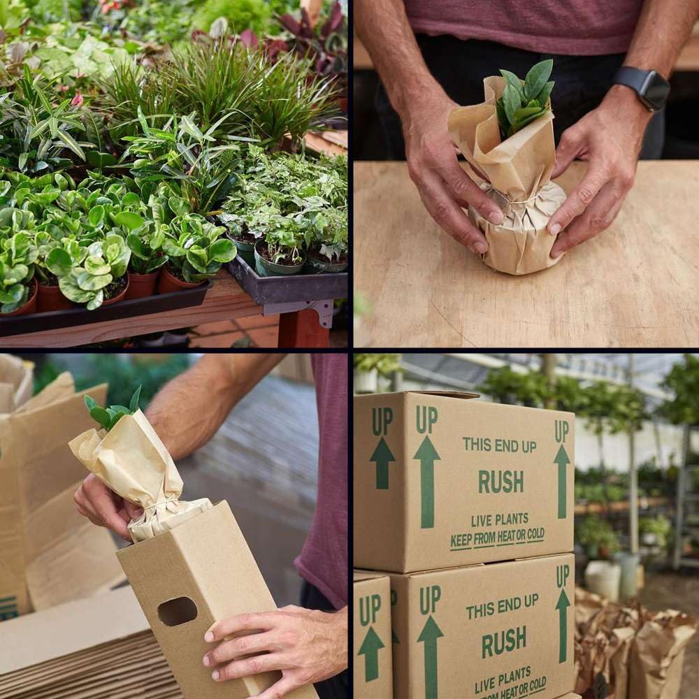 Succulent String of Pearls Live Plant for Indoor | Different Houseplants in 4'' & 6'' Pot | Real House Plant for Living Room, Office, Desk & Bathroom | Senecio rowleyanus