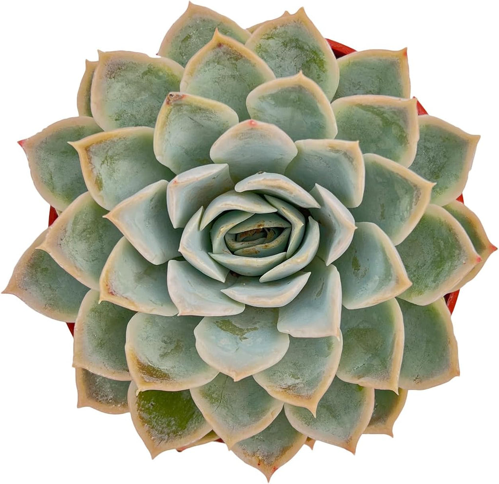 Live Succulent Plants Echeveria 'Joselrin', Easy Care Potted Succulents in 4" Pots, Indoor Houseplant, Unique Gifts, Home Office Décor