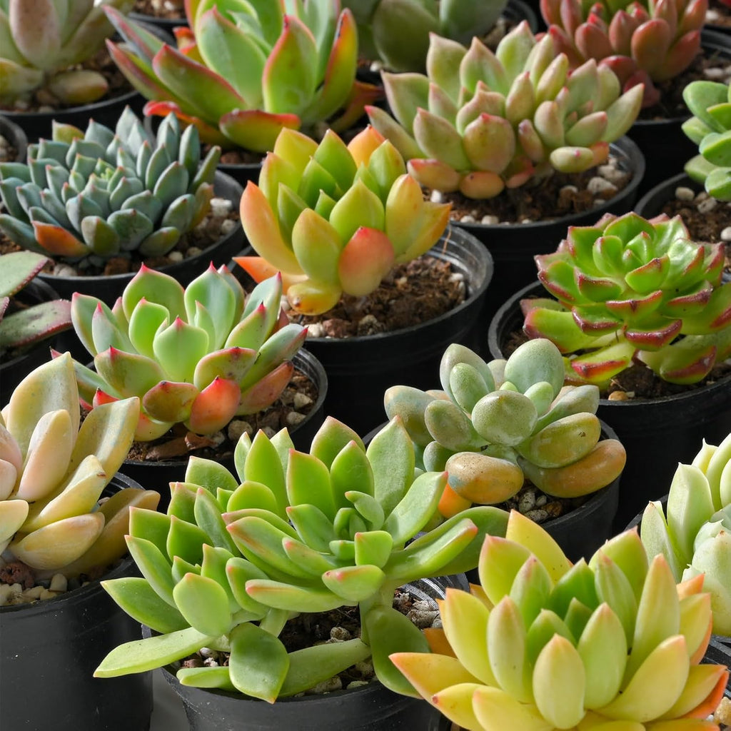 Sprout N Green Live Succulent Plants, 30 Pack Assorted Real Succulents Potted in 2" Starter Pot with Soil Mix, Rare Small Indoor House Plants for Home Garden Wedding Decor Party Favor