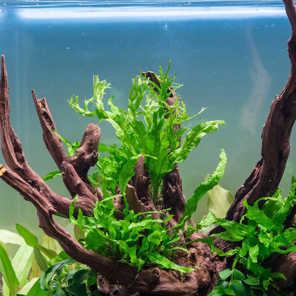 SubstrateSource Java Fern Live Aquarium Plants - Potted Freshwater Plant for Fish Tanks - Beginner Friendly, Low Light (Windelov, 5 Pots)