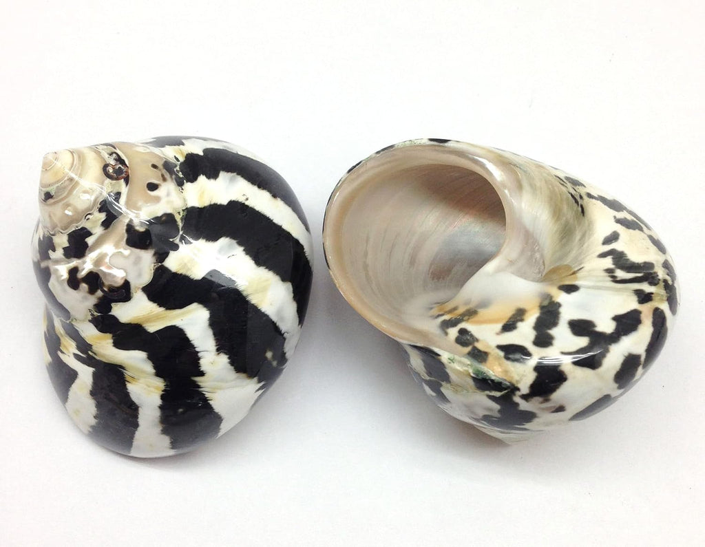 PEPPERLONELY 2 PC Polished Black Magpie Turbo Sea Shell, Hermit Crab Sea Shells, 2-1/4 Inch ~ 2-3/4 Inch