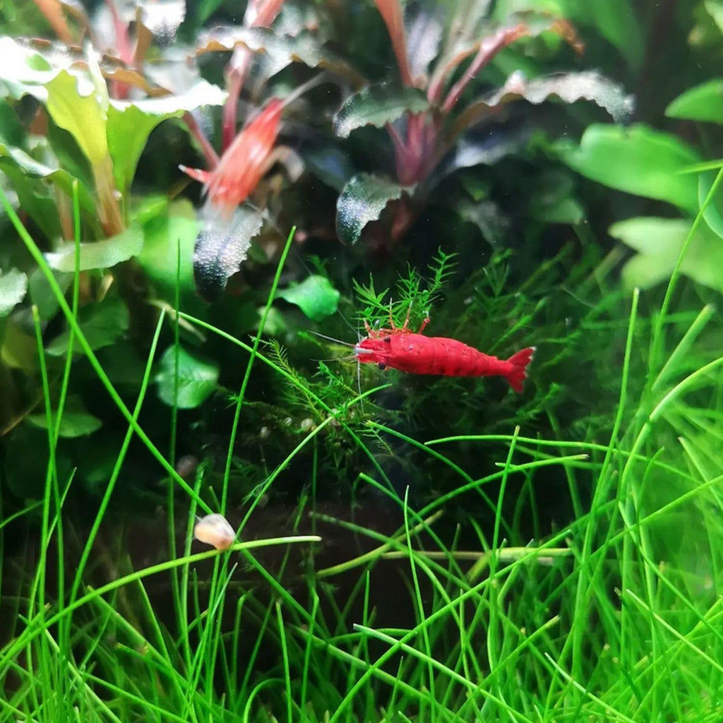 Dwarf Hairgrass Eleocharis Sp 1 Mini Tissue Culture Cup Freshwater Live Aquarium Plants Decoration BUY2GET1FREE