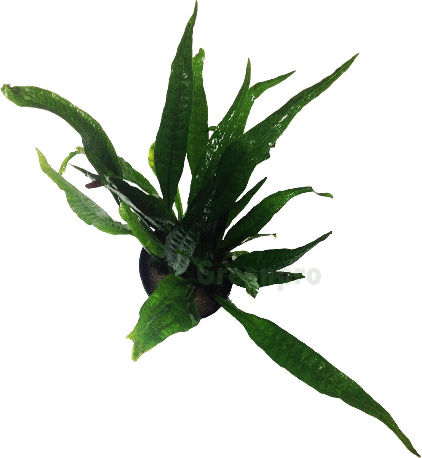 Greenpro Microsorum Pteropus Hardy Leaf Black Forest Asian Java Fern Potted Live Water Aquatic Aquarium Plants for Freshwater Fish Tank