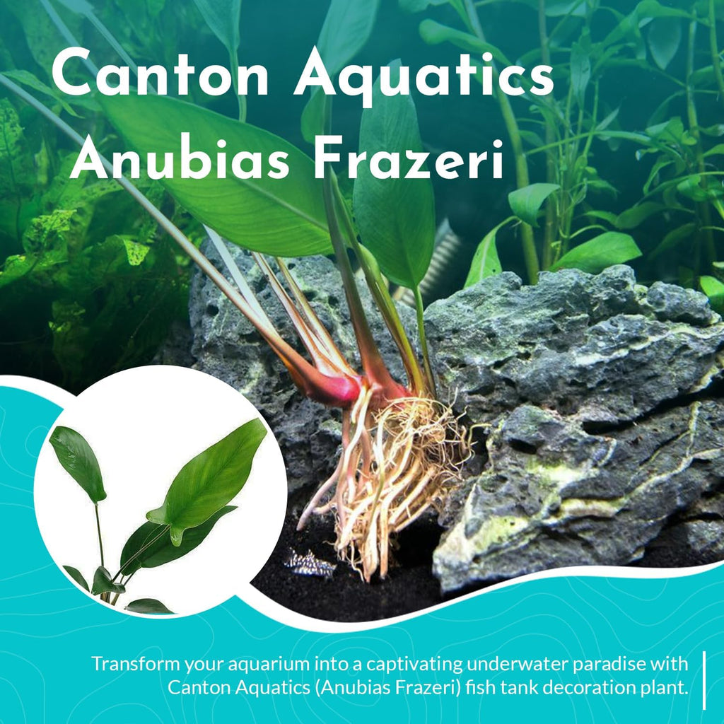 Anubias Frazeri Medium - Easy to Care Live Aquatic Plant for Freshwater Aquarium - Low Light, Hardy, Perfect for Beginners - Natural Decoration for Fish & Shrimp Tank Safe - 3-5 Inches