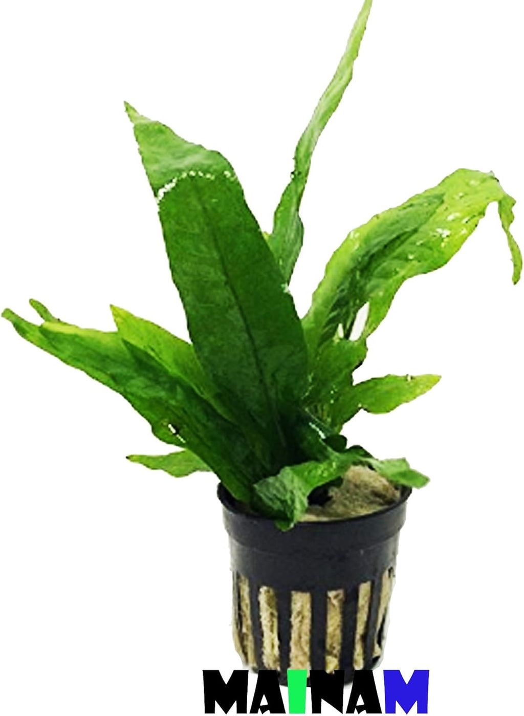 Java Fern Microsorum Pteropus Potted Freshwater Easy Tropical Live Aquarium Plant Decorations 3 Days Guarantee by Mainam