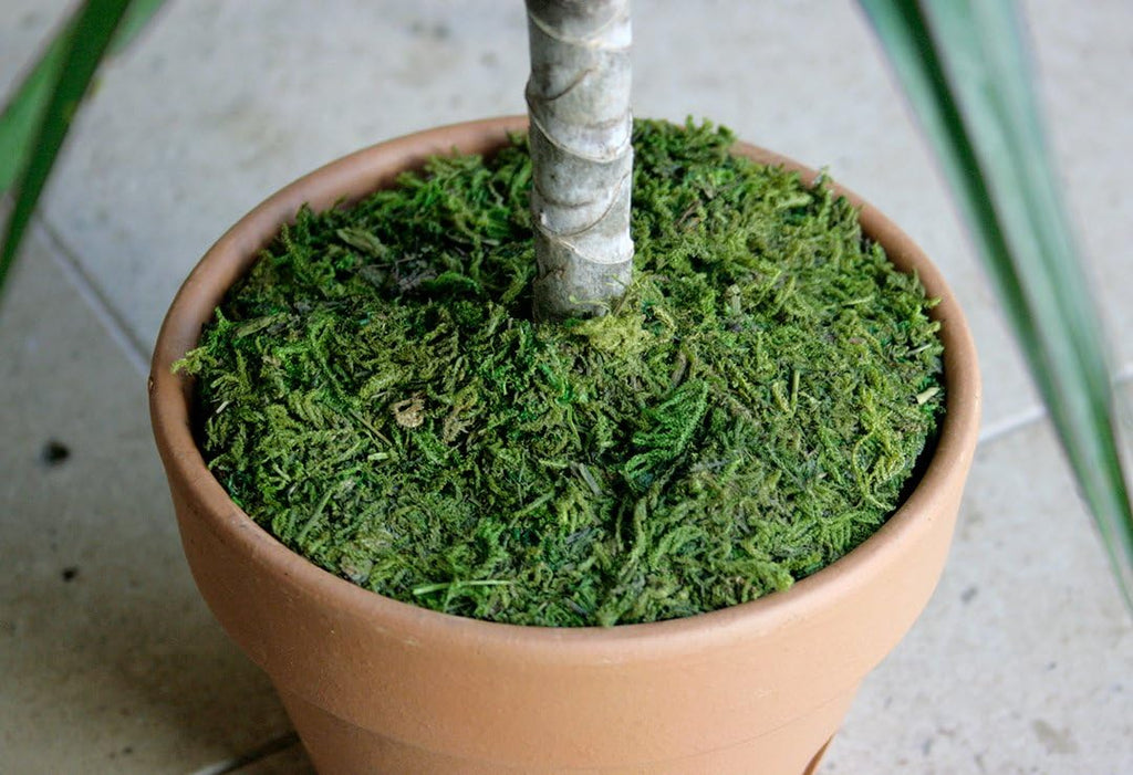 SuperMoss (26300) Moss Soil Toppers, Fresh Green, 6" (3 Units)