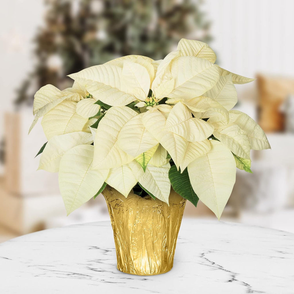Green Circle Growers White Poinsettia Live Plant in 6" Grower Pot with a Gold Pot Cover, House Plant