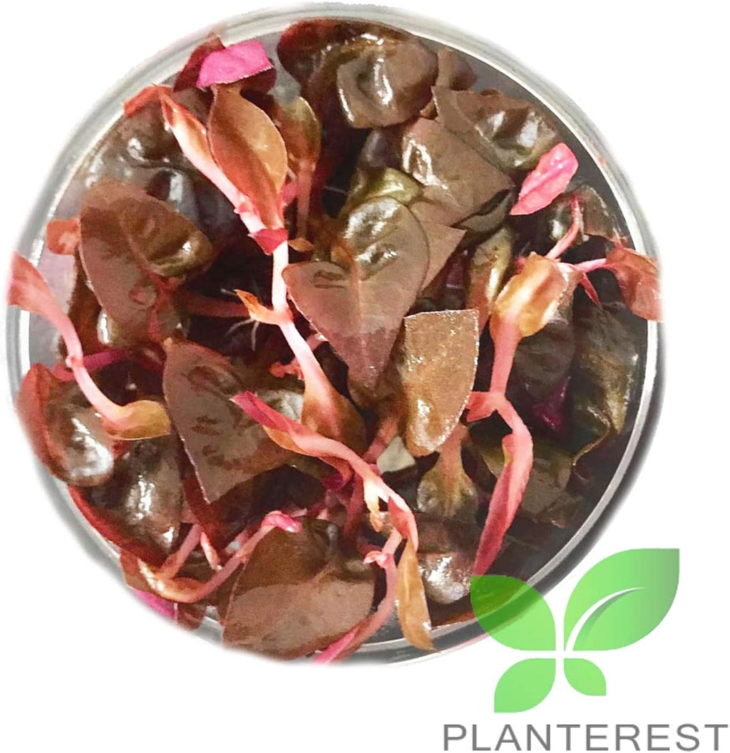 Alternanthera Reineckii Rosaefolia Red Tissue Culture Background Easy Live Aquarium Plant Decorations BUY2GET1FREE