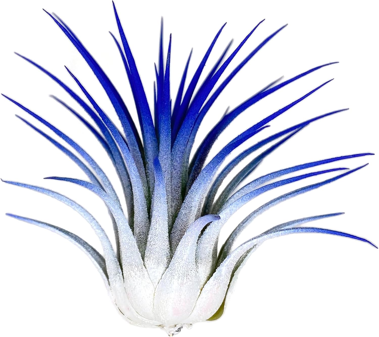 Rainbow Tillandsia Air Plant, Tillandsia Air Plant, Airplant, Air Purification, House Plant, Home Decor & Gift, Live Plant, Healthy Arrival Guarantee (White/Blue)