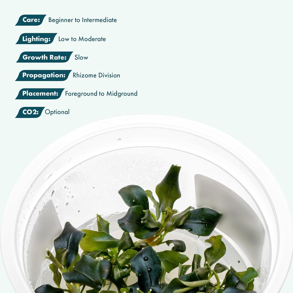 SubstrateSource Live Plants – Bucephalandra 'Pygmy' (Bucephalandra sp. 'Pygmy') – Low to Moderate Light, Deep Green Iridescent Color, Foreground to Midground, Rhizome – Tissue Culture, 1 Pack