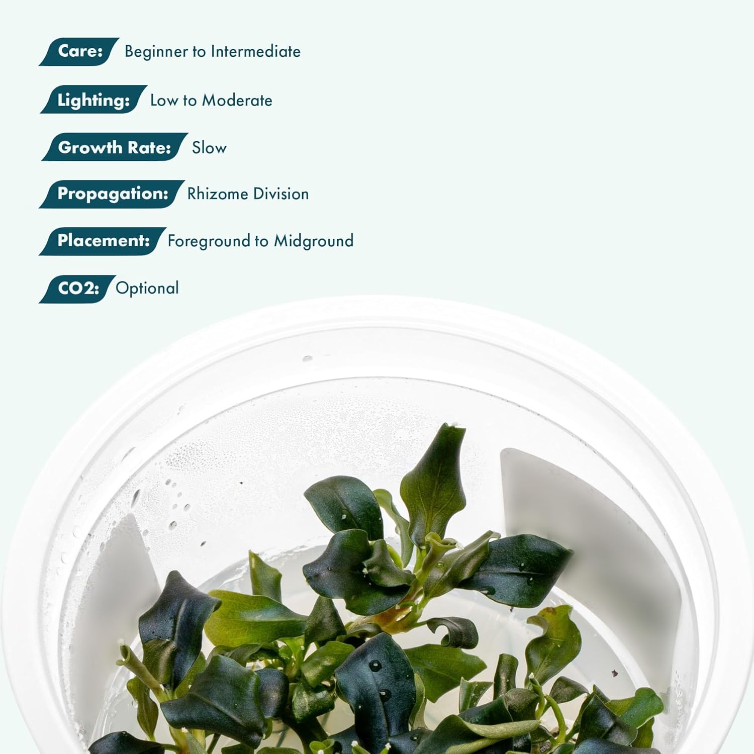SubstrateSource Live Plants – Bucephalandra 'Pygmy' (Bucephalandra sp. 'Pygmy') – Low to Moderate Light, Deep Green Iridescent Color, Foreground to Midground, Rhizome – Tissue Culture, 1 Pack
