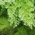 20 Roots of Maidenhair Fern, Fern Plants Live, Live Fern Plants, Fern Plant Seedlings, Fern Rhizomes for Planting, 20 Roots