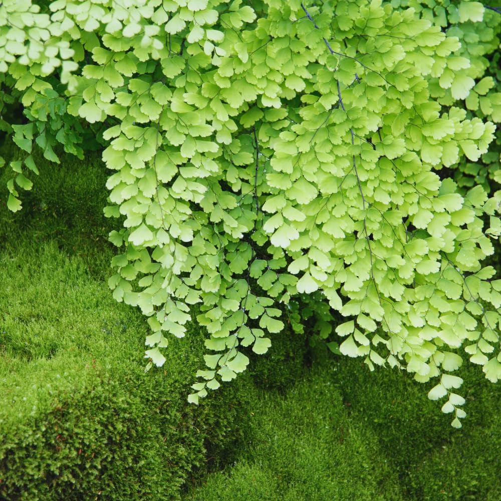 20 Roots of Maidenhair Fern, Fern Plants Live, Live Fern Plants, Fern Plant Seedlings, Fern Rhizomes for Planting, 20 Roots