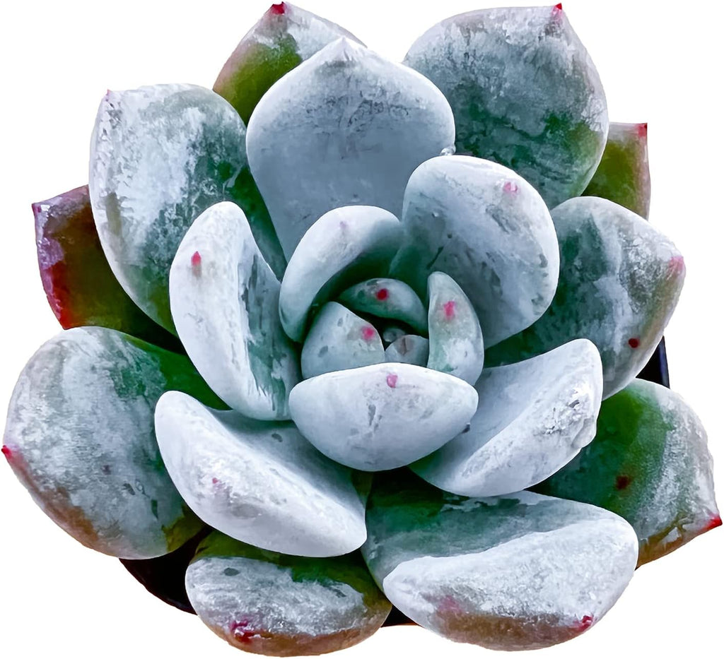 Sprout N Green Echeveria 'Snow Angel', Live Succulent Fully Rooted in 2in Pot, Rare House Plant for Home Office Wedding Hanging Decoration, DIY Projects, Party Favor
