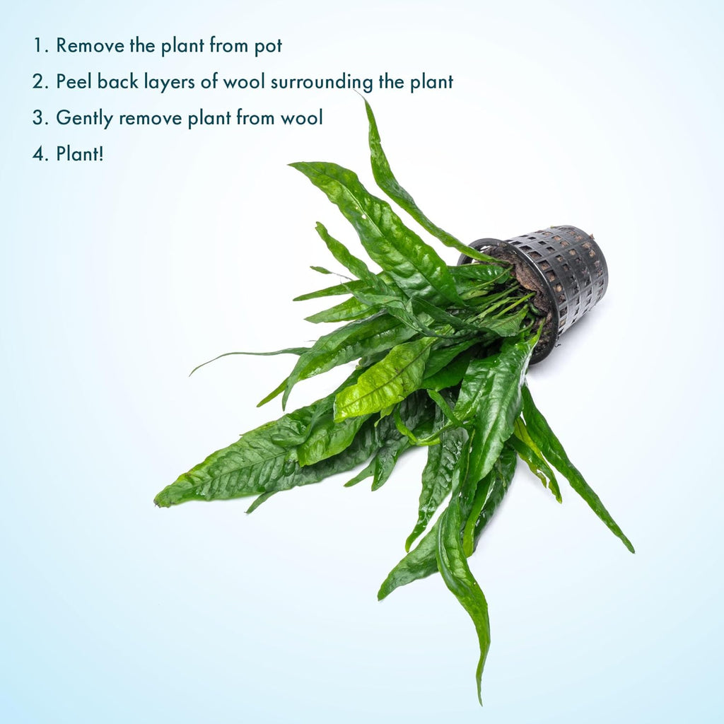 SubstrateSource Live Plants - Java Fern (Microsorum pteropus) - Low to Medium Light Aquarium Display, Bright Green Accent, Midground Aquascaping, Freshwater Rhizome Aquatic Plant - Pot