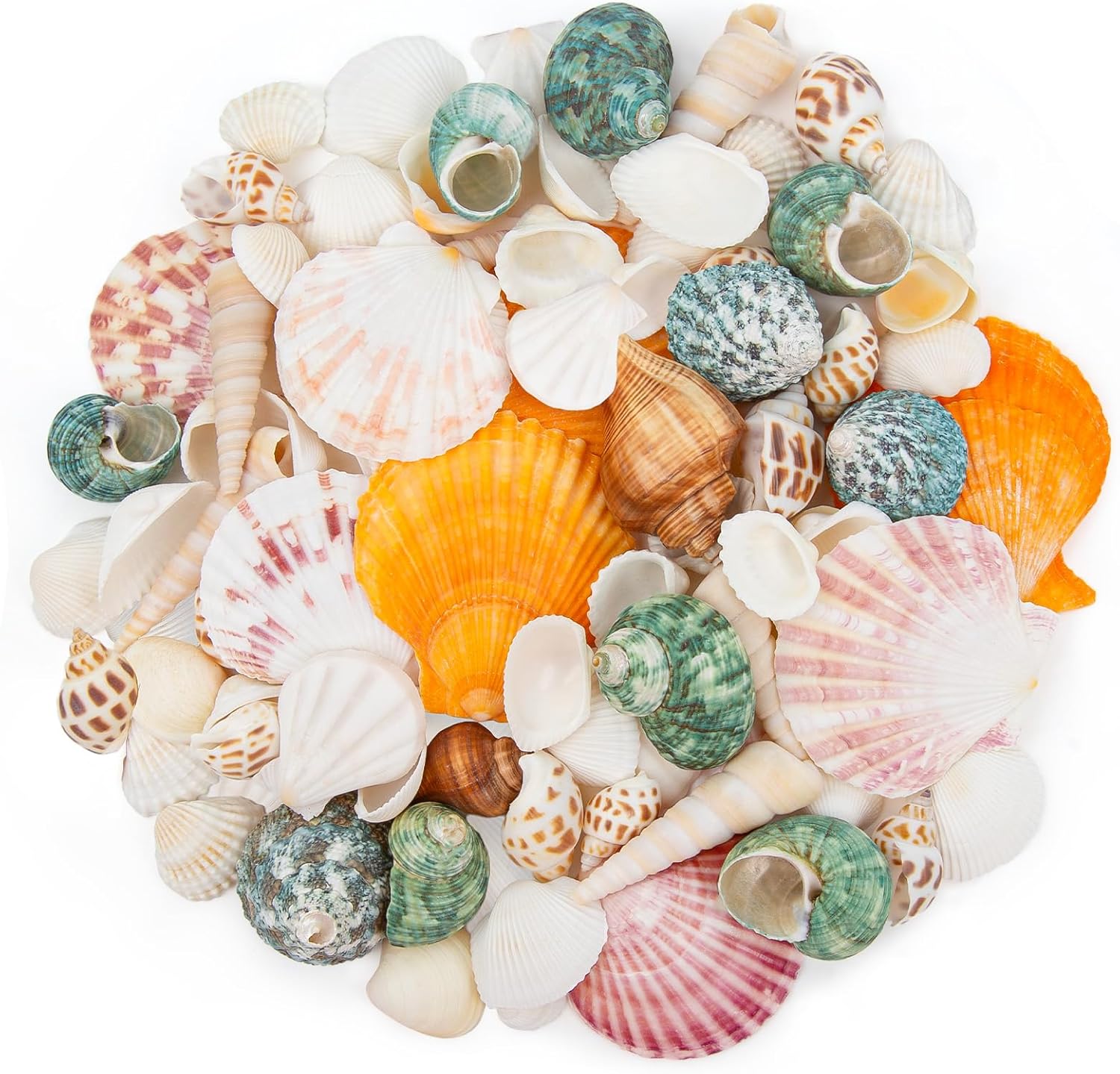 QEQEKAKA Sea Shells for Crafts - About 12 Kinds Beach Natural Mixed Seashells (0.4"-2") with Conch Shells | Fish Tank Decorations, Beach Party Supplies, Vase Fillers, Ocean Theme Home Wedding Decor
