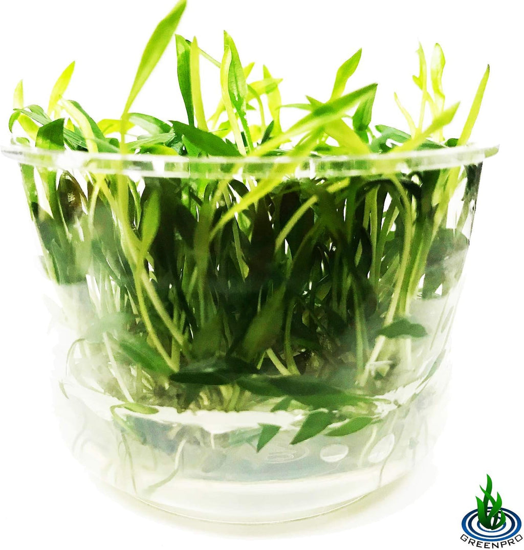 Cryptocoryne Lutea Crypts Walkeri Vitro Live Aquarium Plants in TC Cup for Aquatic Freshwater Fish Tank by Greenpro