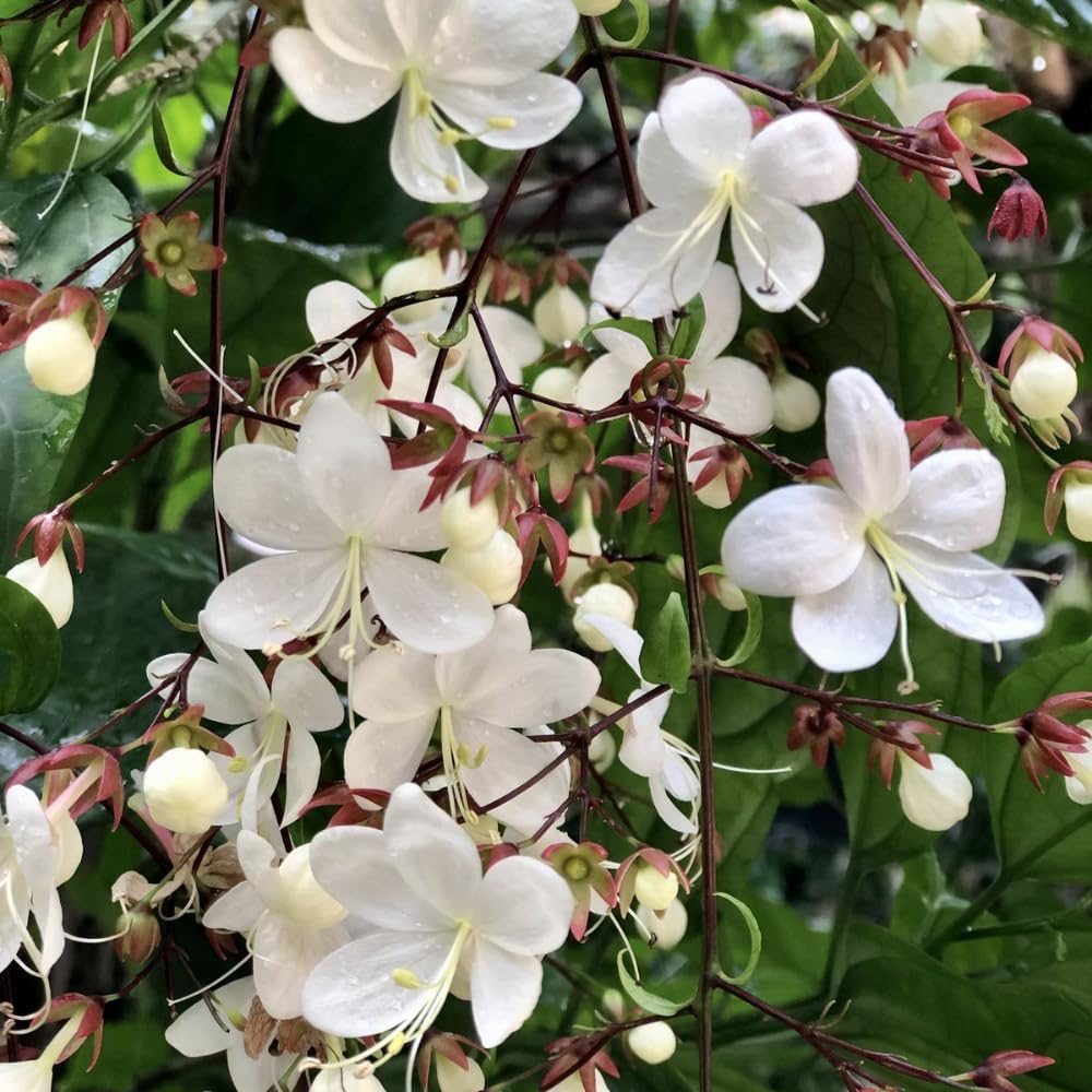 Smithianum Wallichii Clerodendrum Plants Live, Trailing Light Bulb Flowering Vine, 4-8 Inch Tall, Ready to Plant Outdoor