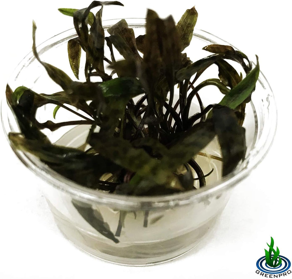 Cryptocoryne Nurii Nano Mini Tissue Culture Freshwater Live Aquarium Plants Decoration