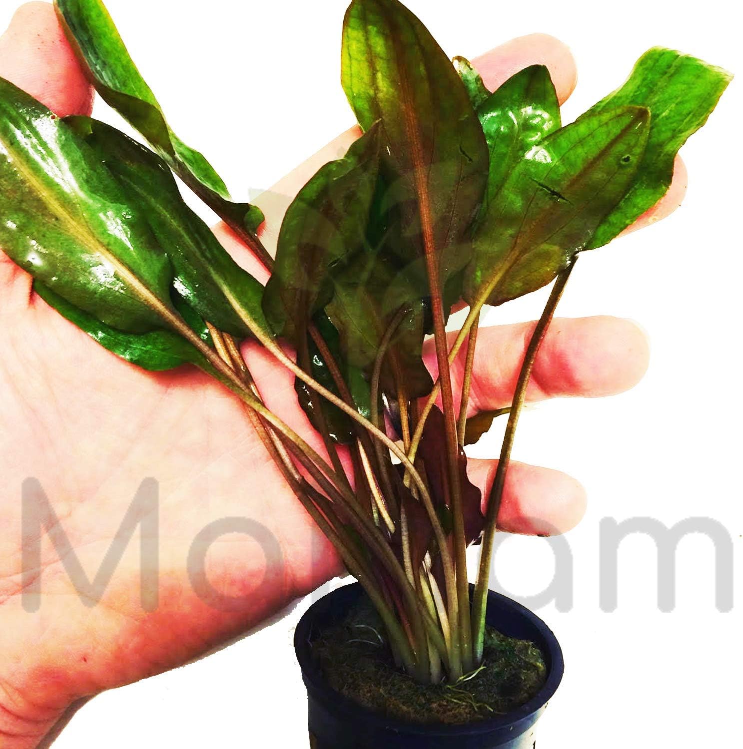 Cryptocoryne Wendtii "Red" Rooted Pot Freshwater Live Aquarium Plants Decoration