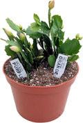 Live Holiday Cactus Plant in 6 Inch Pot, Purple and Orange Blooming Indoor Houseplant