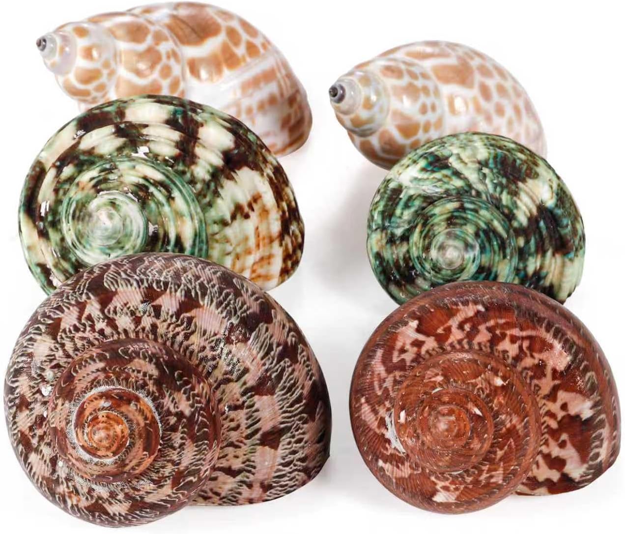 PPCLION Unstained Natural Hermit Crab Shells Pearl Turbo Seashell for Décor, 3 Kinds 6 PCS Size 1.5" - 2", Opening 0.8-1" Hermit Crab Supplies