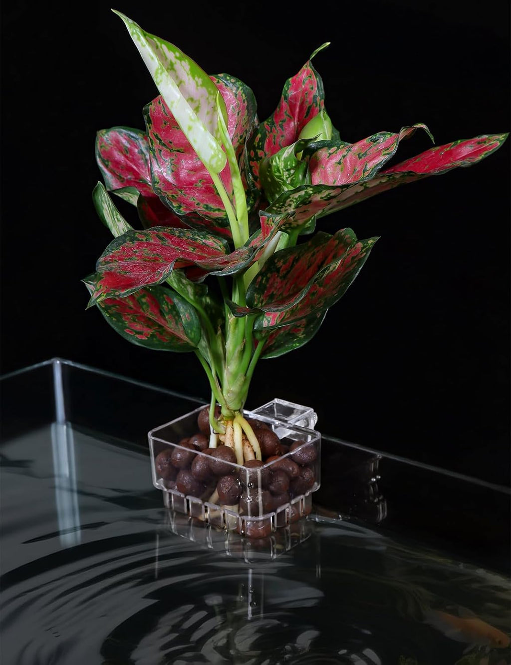 2 Pack Clear Aquarium Plant Holder Top Hanging Fish Tank Plant Holders Fits up to 0.8in Tank Edges, Aquarium Décor