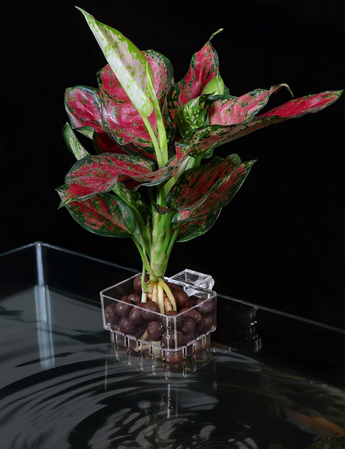 2 Pack Clear Aquarium Plant Holder Top Hanging Fish Tank Plant Holders Fits up to 0.8in Tank Edges, Aquarium Décor