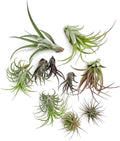 ragnaroc Air Plants - Freyja Gift Box - 10ct - Live Arrival Guaranteed - House Plants for Home Decor & Gift