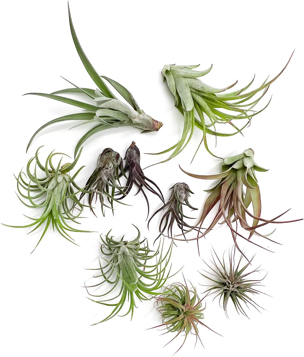 ragnaroc Air Plants - Freyja Gift Box - 10ct - Live Arrival Guaranteed - House Plants for Home Decor & Gift