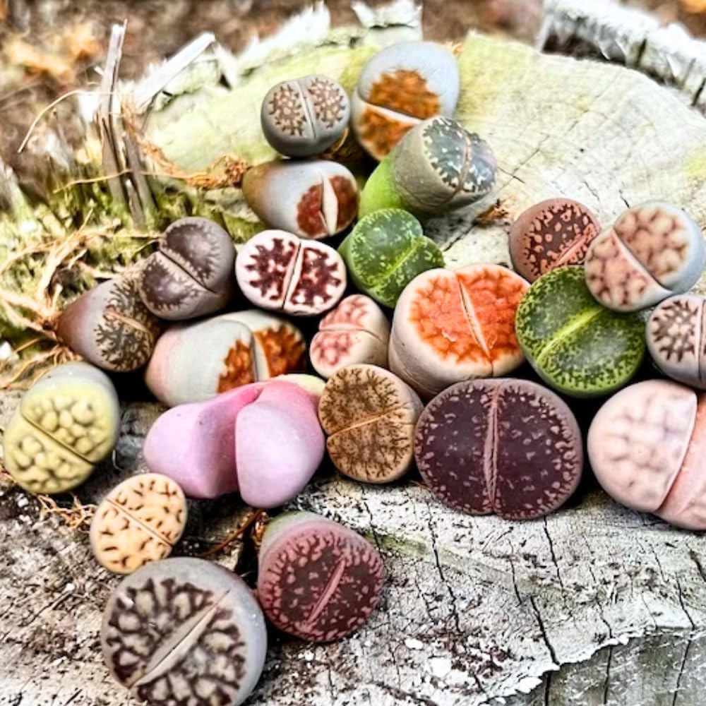 25 Mixed Lithop Plants Live - Assorted Living Stone Succulents Lithop Live Plants - Great for Indoor Spaces, Container Gardening