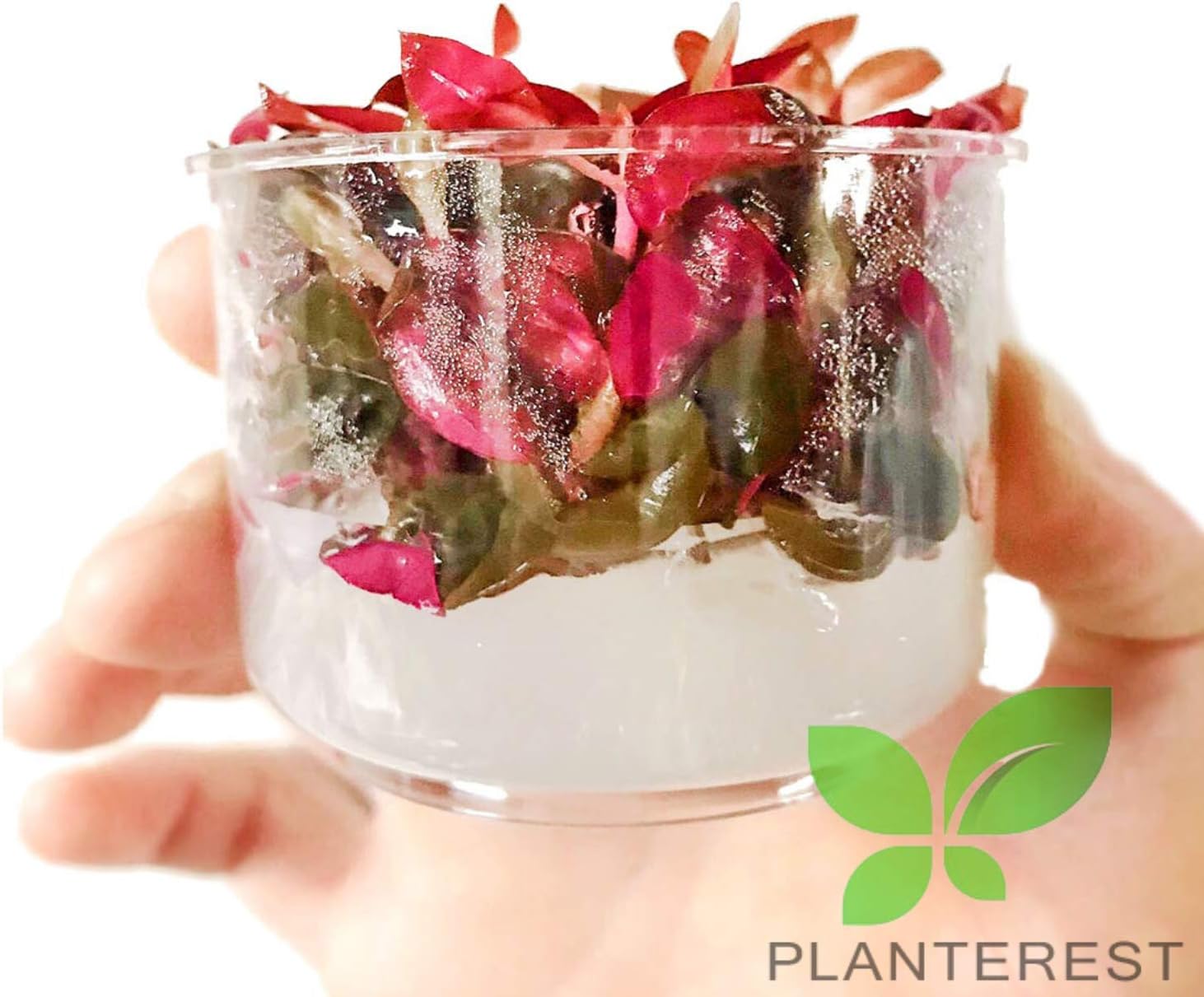 Alternanthera Reineckii Rosaefolia Red Tissue Culture Background Easy Live Aquarium Plant Decorations BUY2GET1FREE